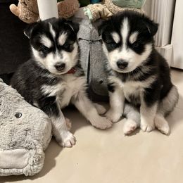 Maltese and Siberian Husky Puppies from Nyx’s Pack