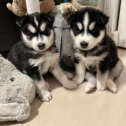 Maltese and Siberian Husky Puppies from Nyx’s Pack