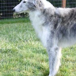 Silken Windhounds from Jennifer Ceballos