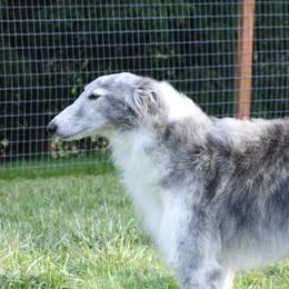 Silken Windhounds from Jennifer Ceballos