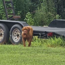 Mma Bordeaux Peyton Pritchard - Mahogany male Dogue de Bordeaux puppy in Georgia from Magnificent Mastiffs of Atlanta