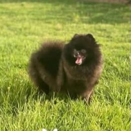 Keira - Pomeranian