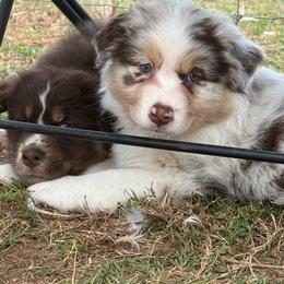 Queen - Red merle female Australian Shepherd puppy in Dallas, Georgia from Sunsprite Aussies