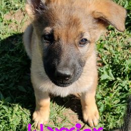 Girl 4 - Black and tan German Shepherd puppy in Bozeman, Montana from Scenic View Ranch Shepherds