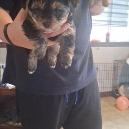 Issac - Black and tan male Yorkshire Terrier puppy in Jacksonville, Arkansas from Royal Yorkie Terrier