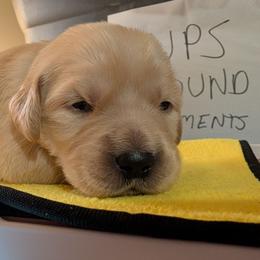 Black - Golden female Golden Retriever puppy in Madison, Ohio from Heckmans English Cream Golden Retrievers