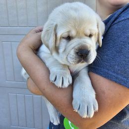 Loki - Labrador Retriever puppy from Walnut Creek English Labs
