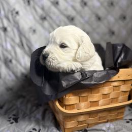 Mr Black - Light golden male Golden Retriever puppy in Grand Island, Nebraska from Loseke Family Retrievers