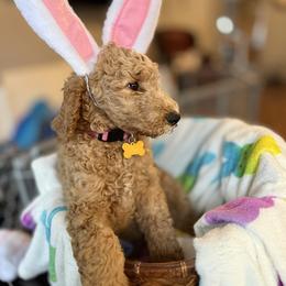 Cupcake - Red  female Goldendoodle puppy in Salem, Oregon from Capital Doodles