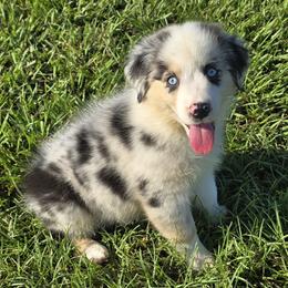 Girl1 - Blue merle female Australian Shepherd puppy in Lakeland, Florida from Diamond P Australian Shepherds