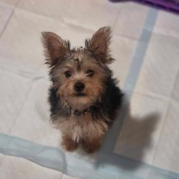 Yorkshire Terrier puppies from Yorkie Pups of Bama