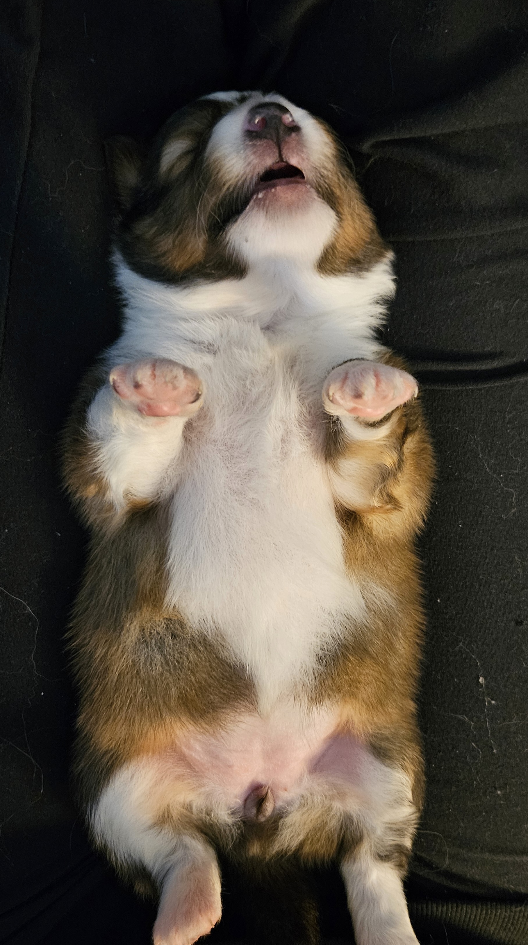 Shetland Sheepdog Puppies from Henotic Homestead's Shetland Sheepdogs