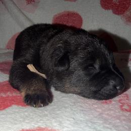 White Collar - Bi-color male German Shepherd puppy in Davenport, Florida from Pray Love Shepherd Kennels