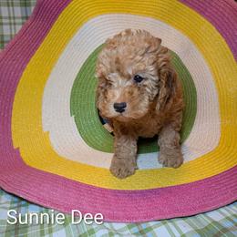 Sunnie Dee - Buff and white female Cockapoo puppy in Sunset, Louisiana from Cano Cockapoos