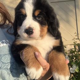 Bernese Mountain Dog puppies from Golden Coast Berners
