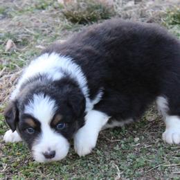 Quincy - Black tri-color male Australian Shepherd puppy in Kansas, Oklahoma from Windy G Farm