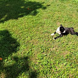 Boston Terrier Puppies from The Christian Bostons