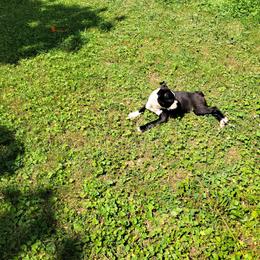 Boston Terrier Puppies from The Christian Bostons