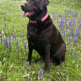 Ember - Dilute Retriever
