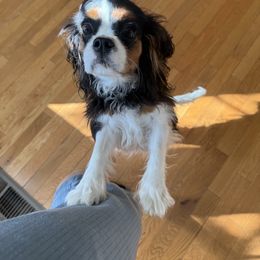 Elphaba - Tri-color female Cavalier King Charles Spaniel puppy in Albuquerque, New Mexico from Paradise Cavaliers
