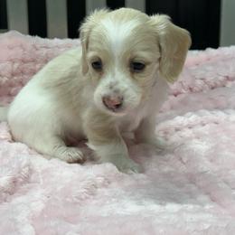 Second pick- Teal - Cream female Dachshund puppy in Nashville, Arkansas from Whisenhunt Farms