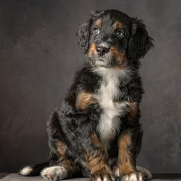Apollo - Black tri-color male Aussiedoodle puppy in Germantown, Ohio from Doodle Patch Farm