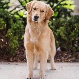 Celeste - Golden Retriever