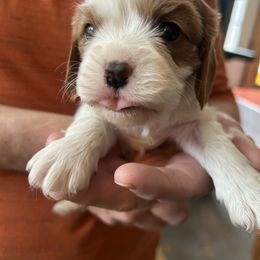 Milo - Blenheim male Cavalier King Charles Spaniel puppy in Burke, New York from Patti’s Puppies