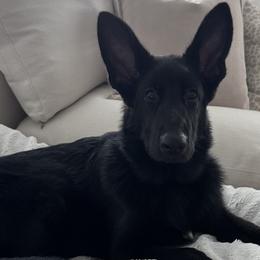 German Shepherds and Yorkshire Terriers from Linda Filipkowski