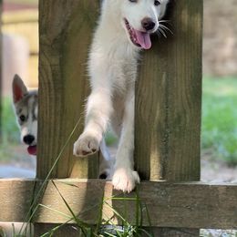 Siberian Husky Puppies from Agouti Run: Husky House