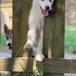 Siberian Husky Puppies from Agouti Run: Husky House