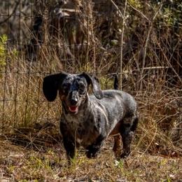 Molly - Dachshund