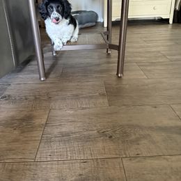 Dachshund Puppies from Queen Bee Doxies