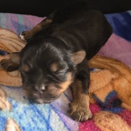 Girl 1 - Black and tan female Shorkie puppy in White Pigeon, Michigan from Kathys Yorkie and Shih-tzu Cuties