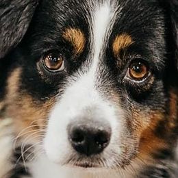 Miniature Australian Shepherds from Shady D Aussies