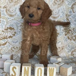 Goldendoodle Puppies from Owen-a-Doodle