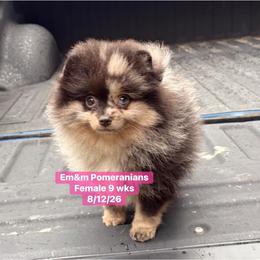 Merle one blue eye 3744 pet only - Blue merle female Pomeranian puppy in Kentucky from Em&M Pomeranians