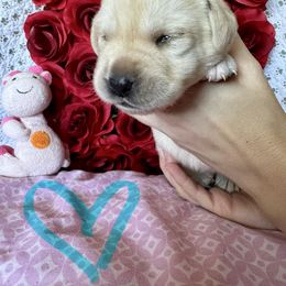 Labrador Retriever Puppies from Lonestar Labradors C&E