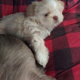 Shih Tzu Puppies from N.F.S.T Imperial ShihTzu Puppies.