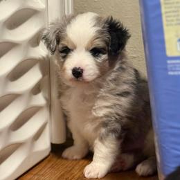 Denali - Blue merle male Miniature Australian Shepherd puppy in Spokane Valley, Washington from Northern Roots Aussies