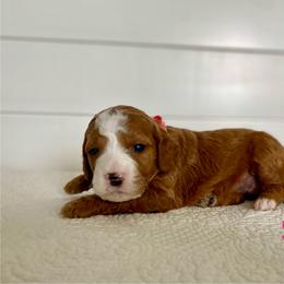 Sage - Red  female Goldendoodle puppy in Stanford, Kentucky from Holloway Goldendoodles
