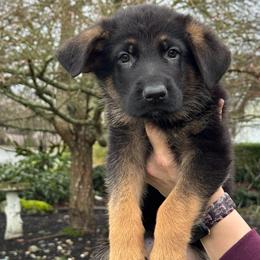 Uvo - Black and red male German Shepherd puppy in Graham, Washington from Wildeflecken Shepherds