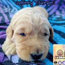 Johnny Tsunami - Cream male Goldendoodle puppy in Santa Cruz, California from Lu Doodles