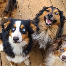 Australian Shepherds, Miniature Australian Shepherds, and Toy Australian Shepherds from Hippie Dog Haven