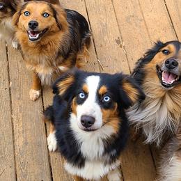 Australian Shepherds, Miniature Australian Shepherds, and Toy Australian Shepherds from Hippie Dog Haven