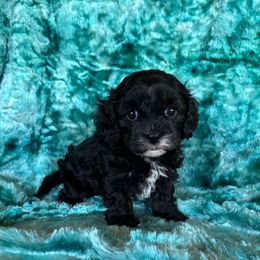Bobbie girl - Black and white female Cavapoo puppy in Knoxville, Tennessee from Rocky Top Cavapoos