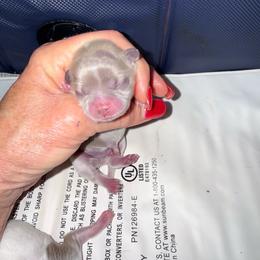 Storm - Silver and white male Chihuahua puppy in Dime Box, Texas from Color Me Crazy Chihuahuas
