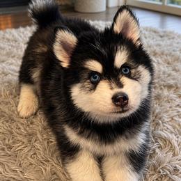 Alvin - Black and white male Pomsky puppy in Riverside, California from LittleLoyalz
