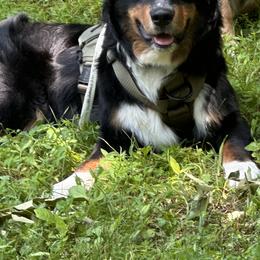 Flint - Australian Shepherd