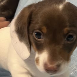 Dachshunds from Wild West Wiener Lovers